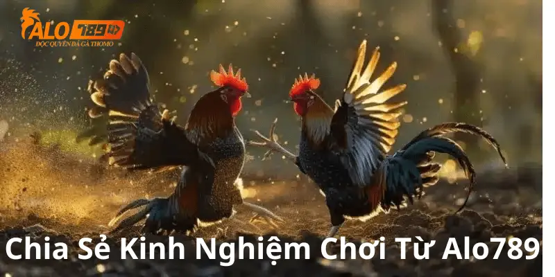 Kinh Nghiệm Chơi Cược Đá Gà Cựa Sắt Bất Bại Tại Alo789